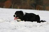 BORDER COLLIE 1156